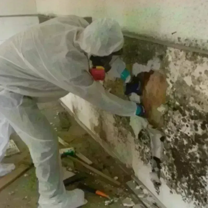 Mold Remediation and Removal in Jefferson County, WA